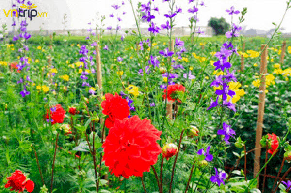 Flowering season in Tay Tuu flower village on Tet holiday